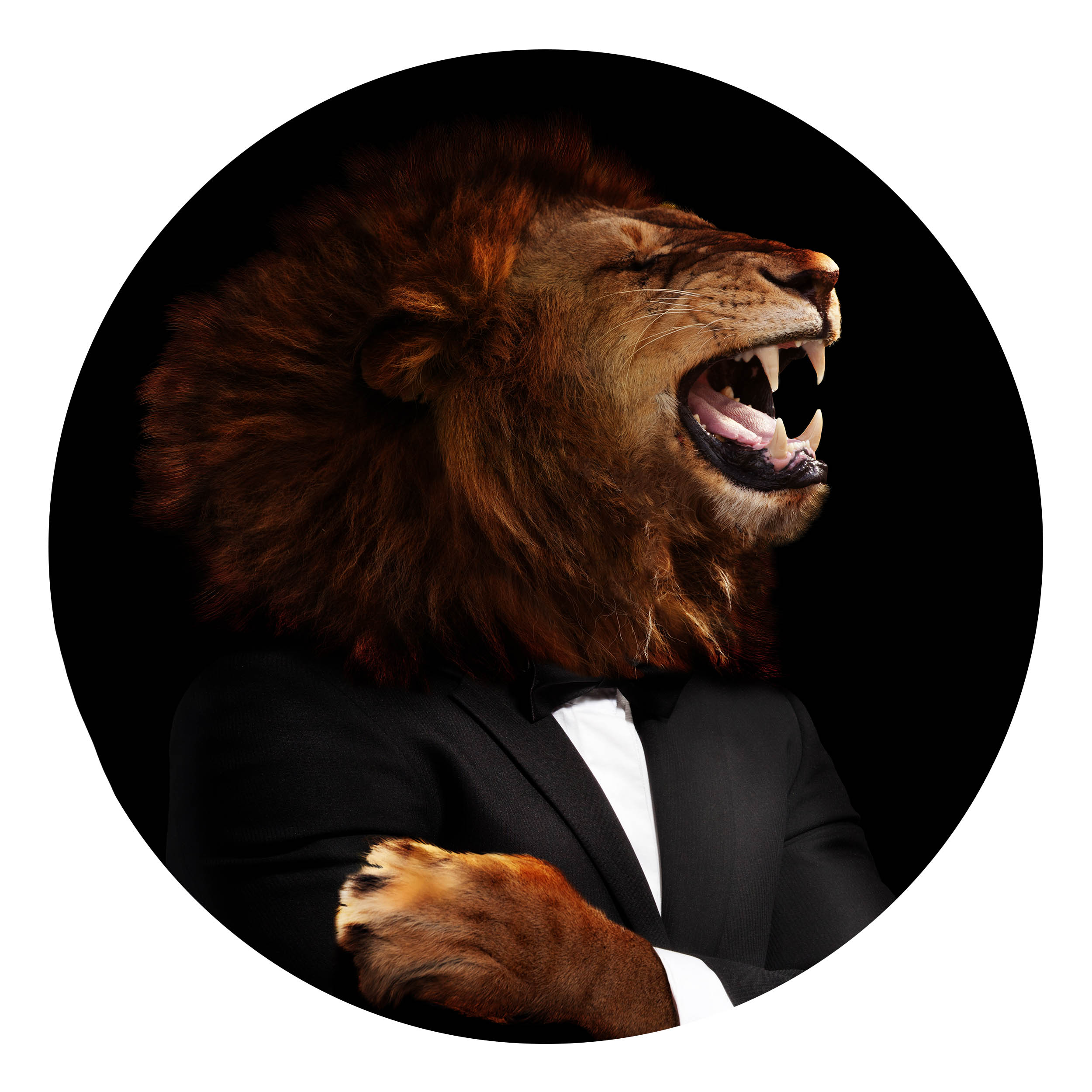 Wandbild Rund Titel: Löwe Boss im Anzug - Bild Wanddeko Alu Dibond oder Butlerfinish