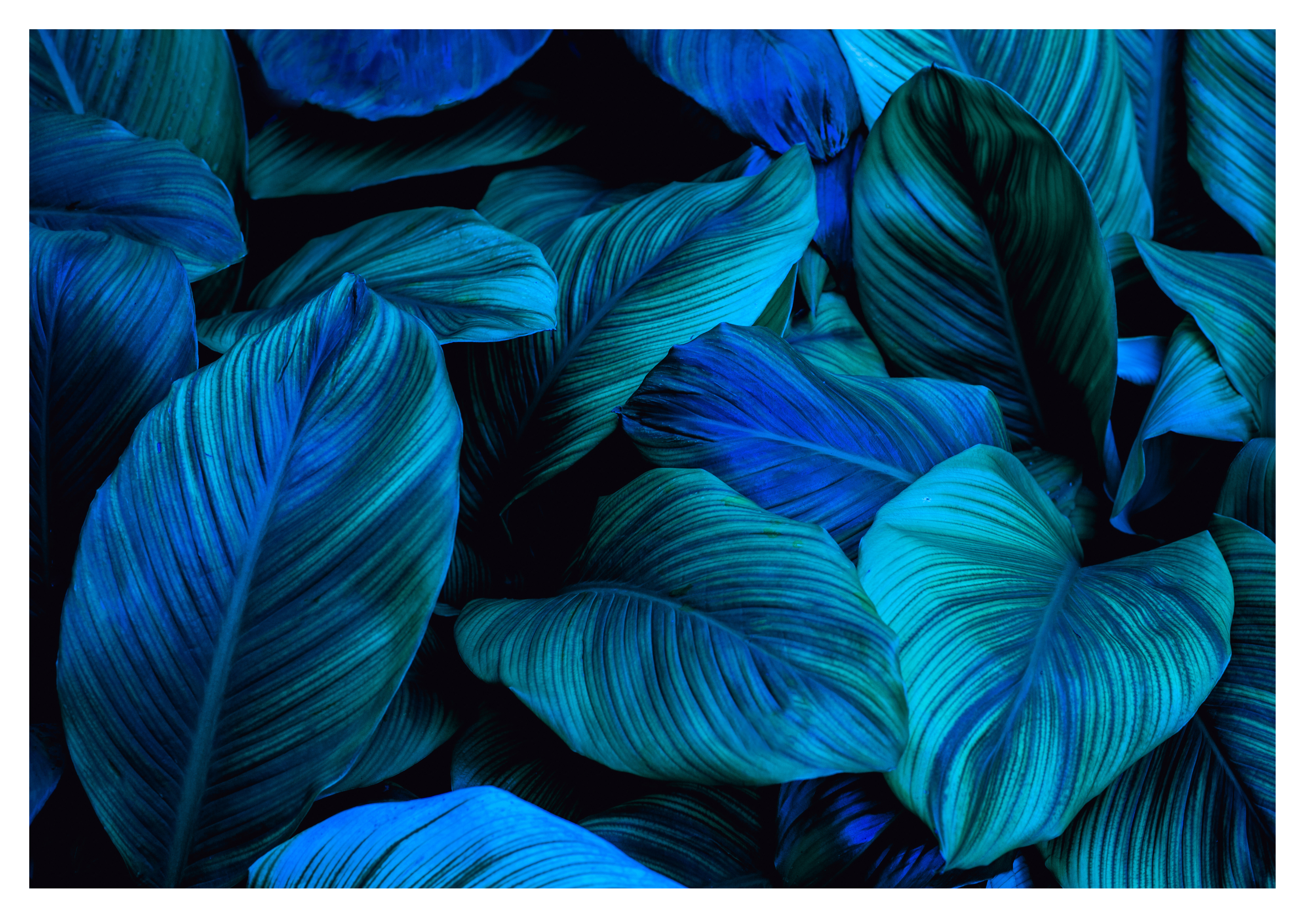 Wandbild Querformat Titel: Grüne blaue Pflanzen Textur Bild Wanddeko Alu Dibond Leinwand Acrylglas Holzbalken Butlerfinish Poster