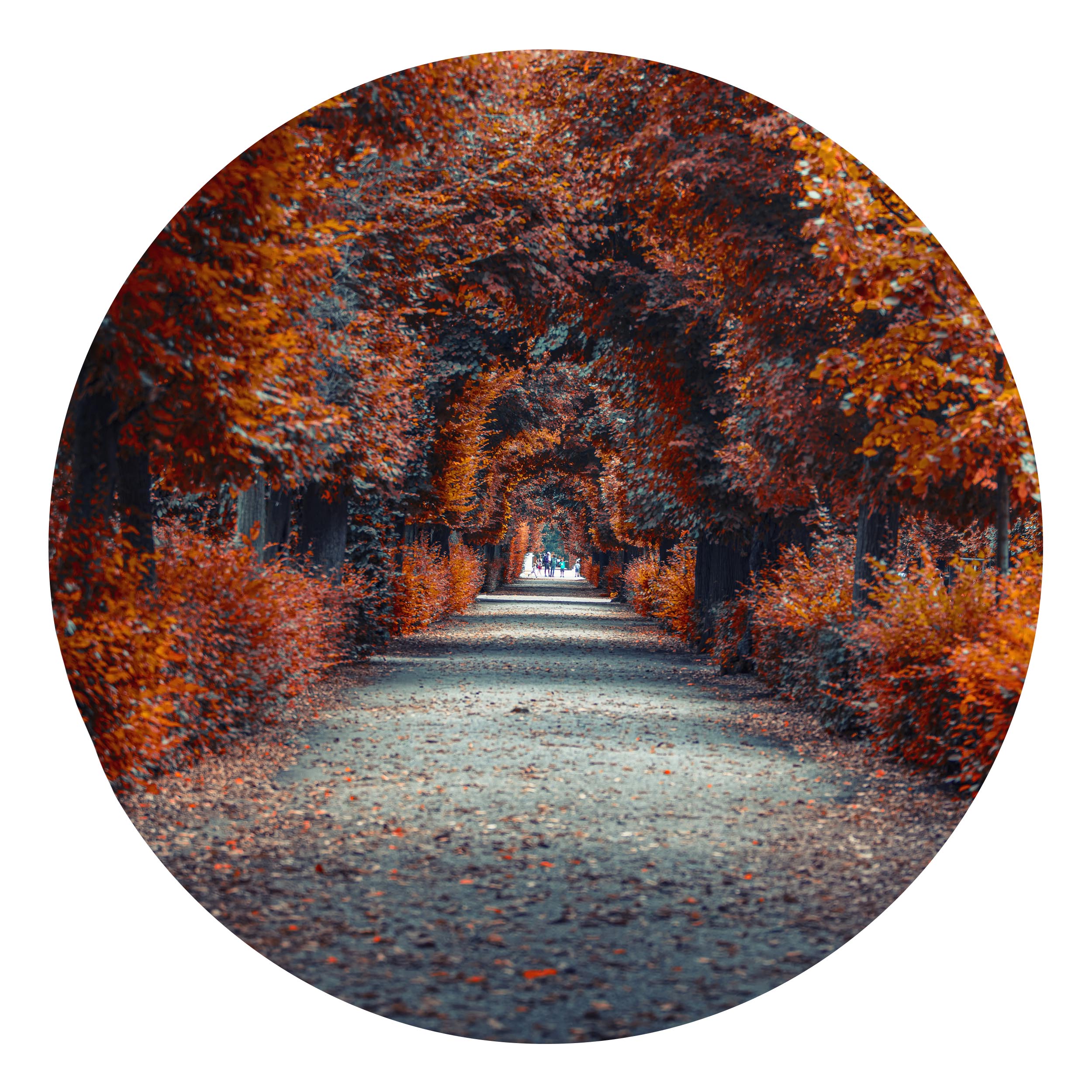 Wandbild Rund Titel: Landschaft goldener Herbst Allee- Bild Wanddeko Alu Dibond oder Butlerfinish 
