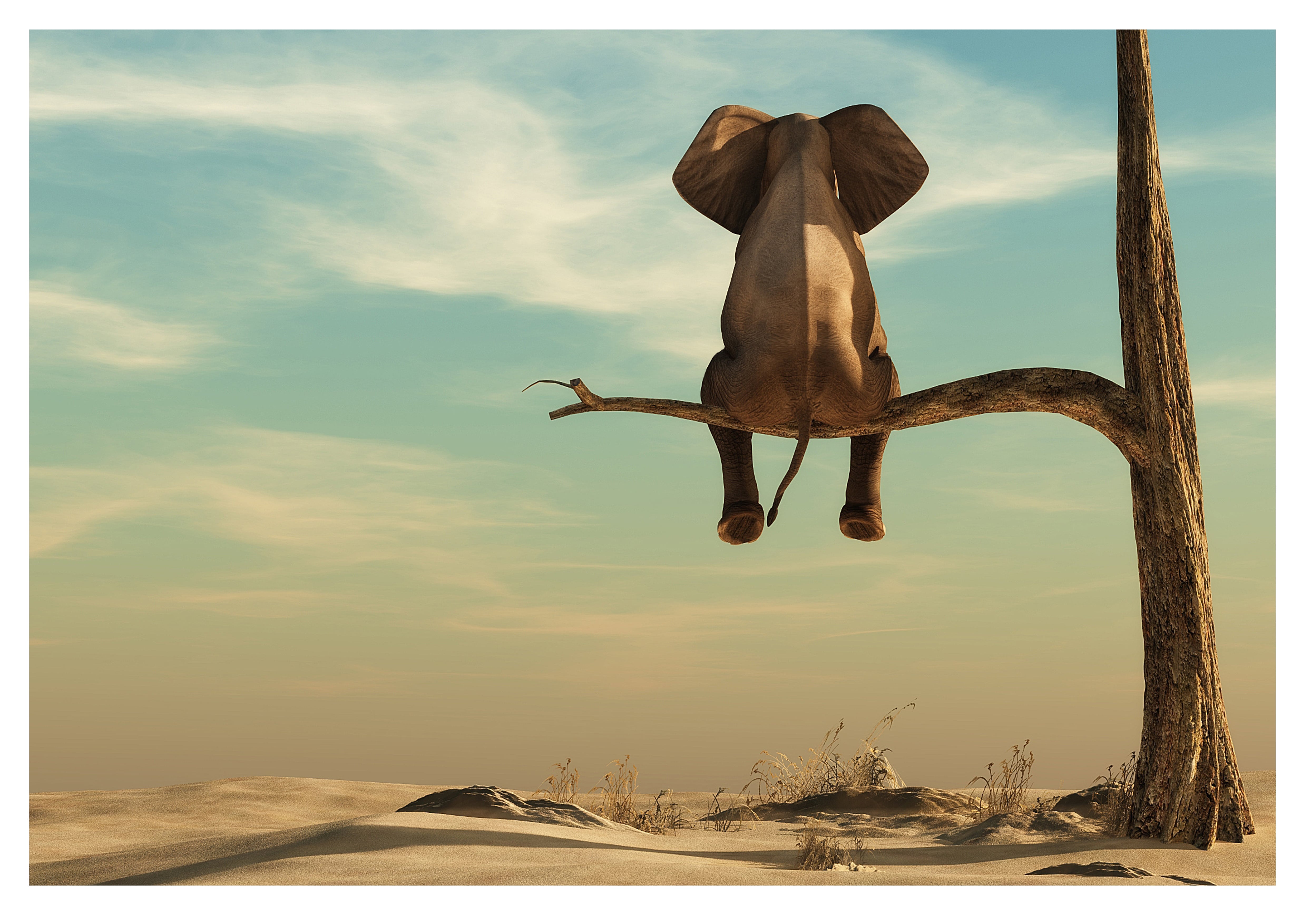 Wandbild Querformat Titel: Elefant Baum Wüste Lustig- Bild Wanddeko Alu Dibond Leinwand Acrylglas Holzbalken Butlerfinish Poster