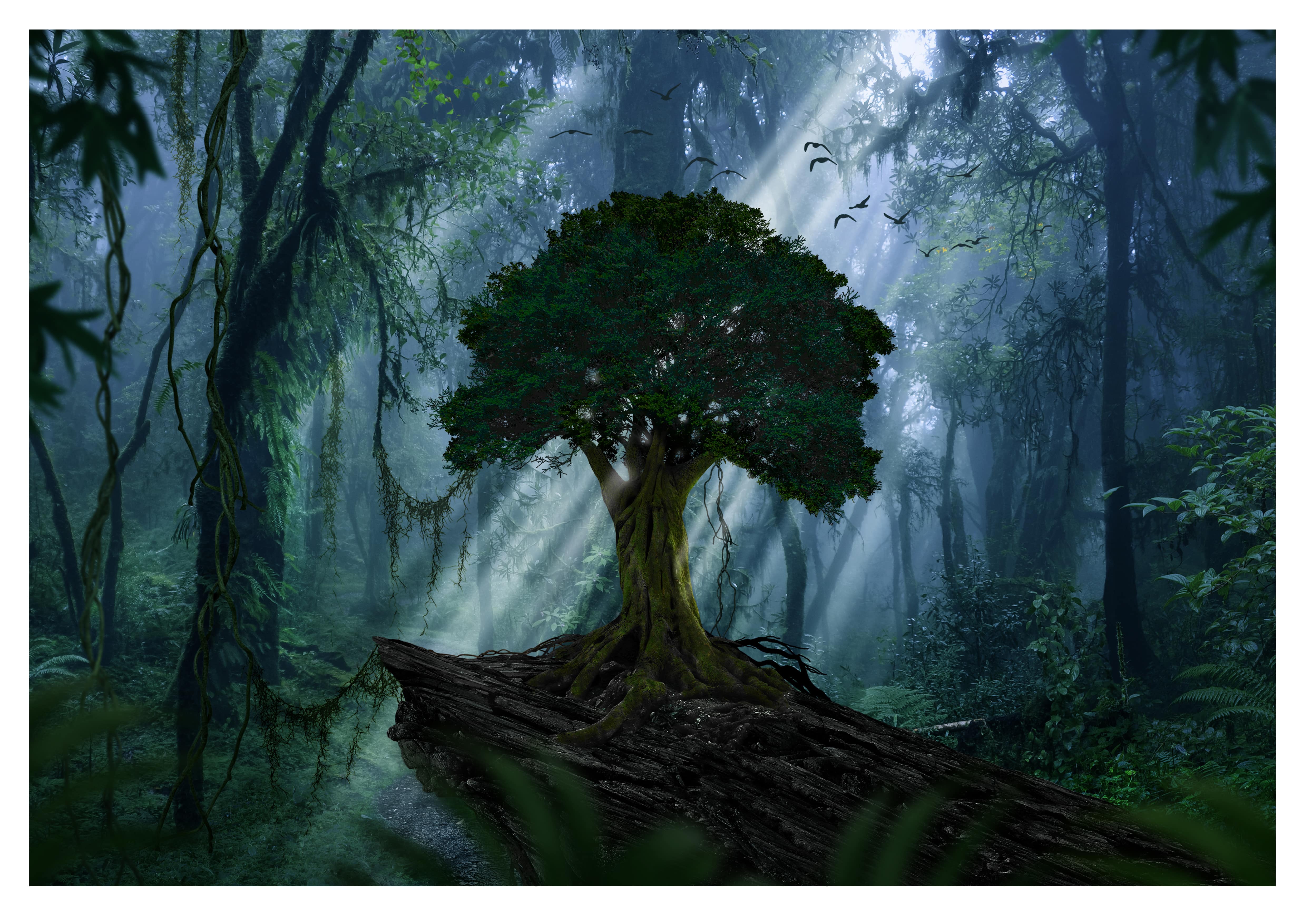 Wandbild Querformat Titel: Jungle Darkness Baum Textur Bild Wanddeko Alu Dibond Leinwand Acrylglas Holzbalken Butlerfinish Poster