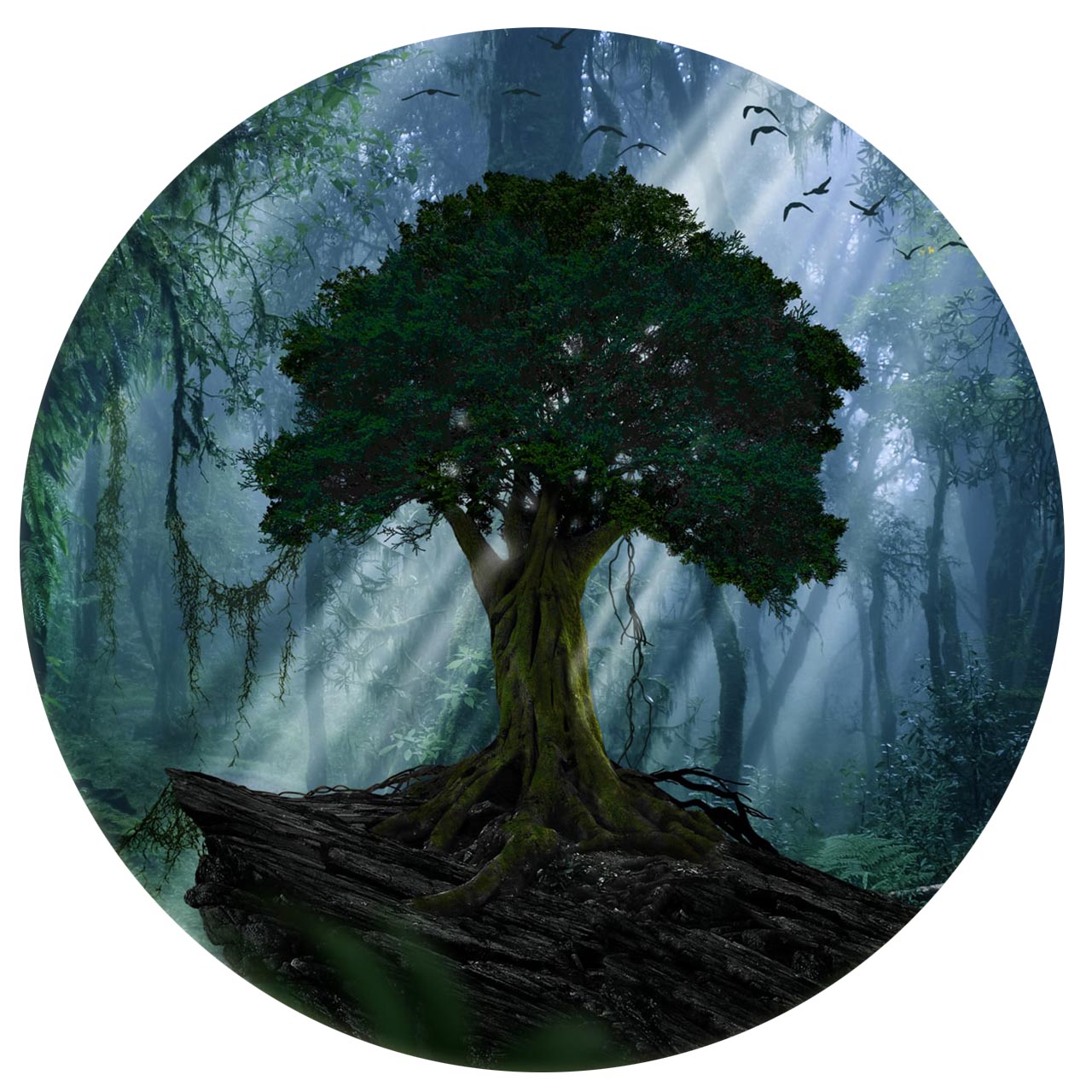 Wandbild Rund Titel: Jungle Darkness Baum Textur - Bild Wanddeko Alu Dibond oder Butlerfinish 